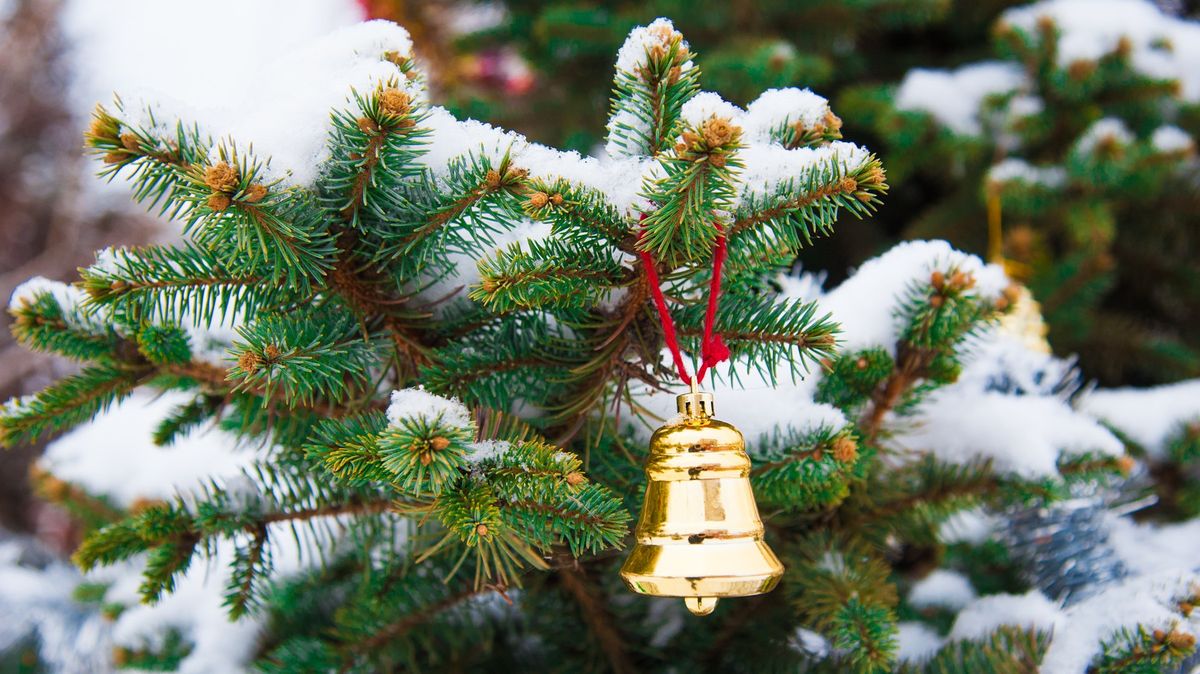 Vánoční stromy v Brně se rozsvítí v pátek, trhy zatím nebudou